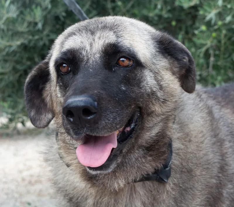 TINA, female senior Mixed Breed for adoption at Galgos Angel