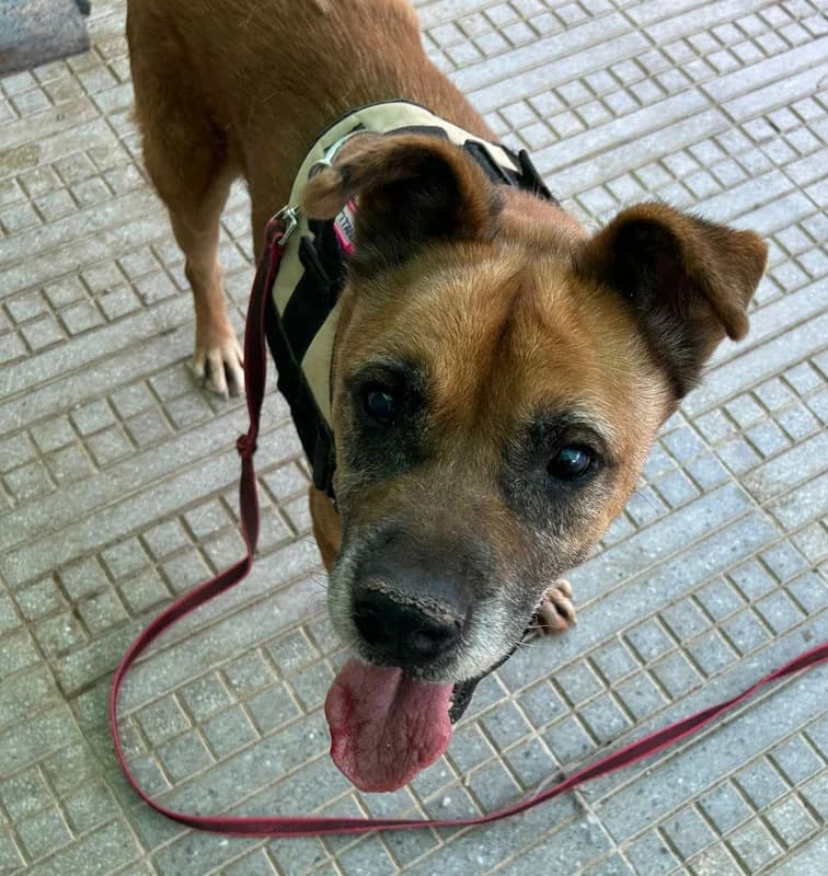 TITAN, male senior Mixed Breed for adoption at Galgos Angel
