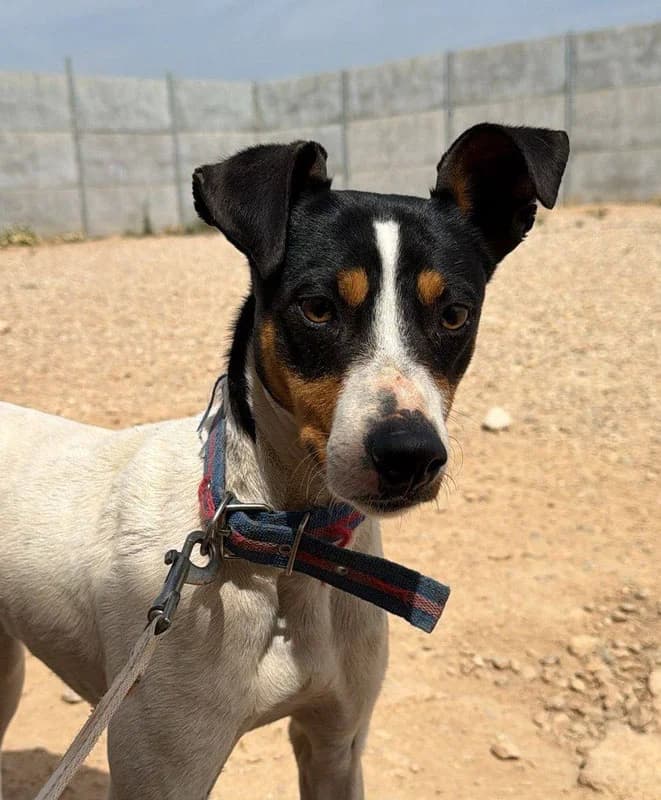 TONY el Pecas, male 4yo Mixed Breed for adoption at Galgos Angel