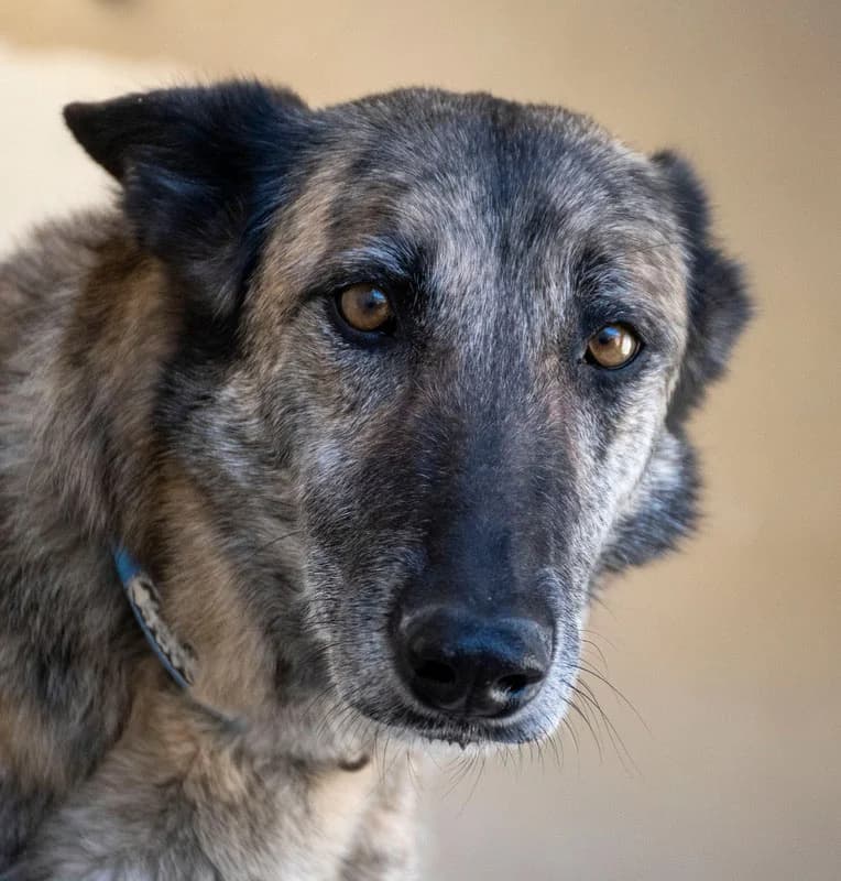 TRAVIS 2 décédé, male 7yo Mixed Breed for adoption at Galgos Angel