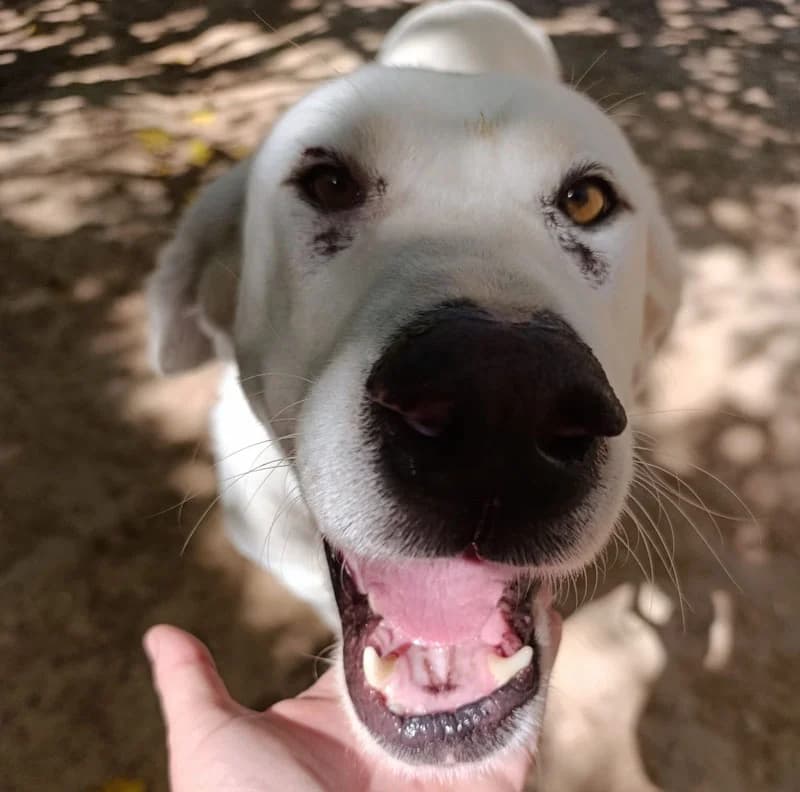 VIDA, female 5yo Mixed Breed for adoption at Galgos Angel