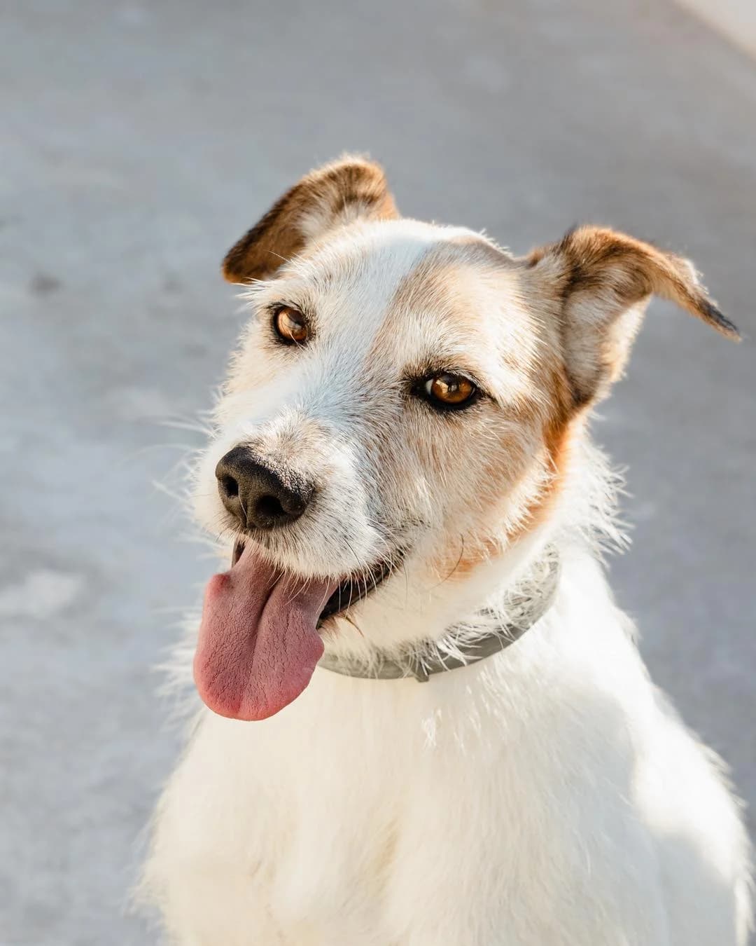 MIMMO, Mixed Breed for adoption at Gamelles Sans Frontière, Île-de-France