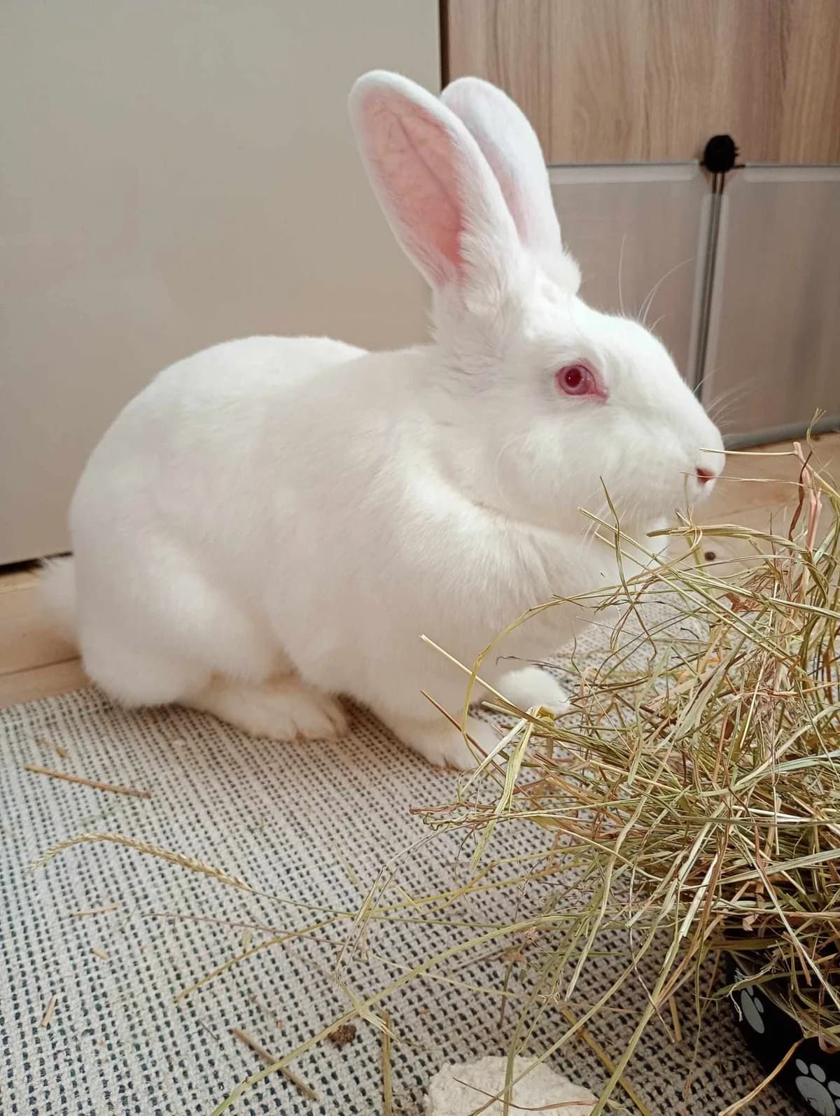 QUICKIE, Albinose Poids : 3kg300 Raison de sa pré young Mixed Breed for adoption at Gamelles Sans Frontière, Île-de-France