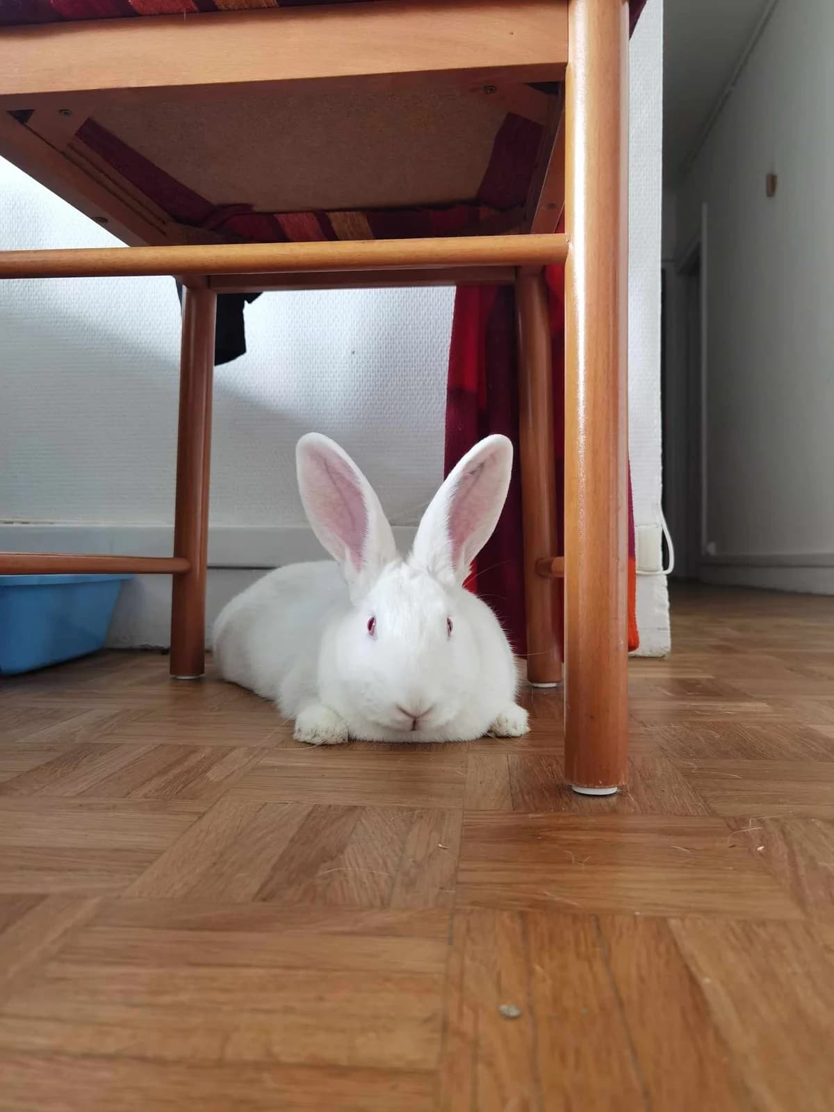 LITCHI, Mixed Breed for adoption at Gamelles Sans Frontière, Île-de-France
