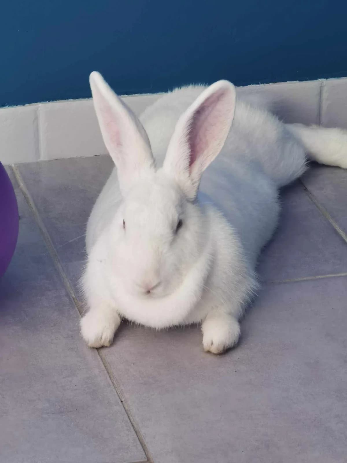 LEDA, Mixed Breed for adoption at Gamelles Sans Frontière, Île-de-France