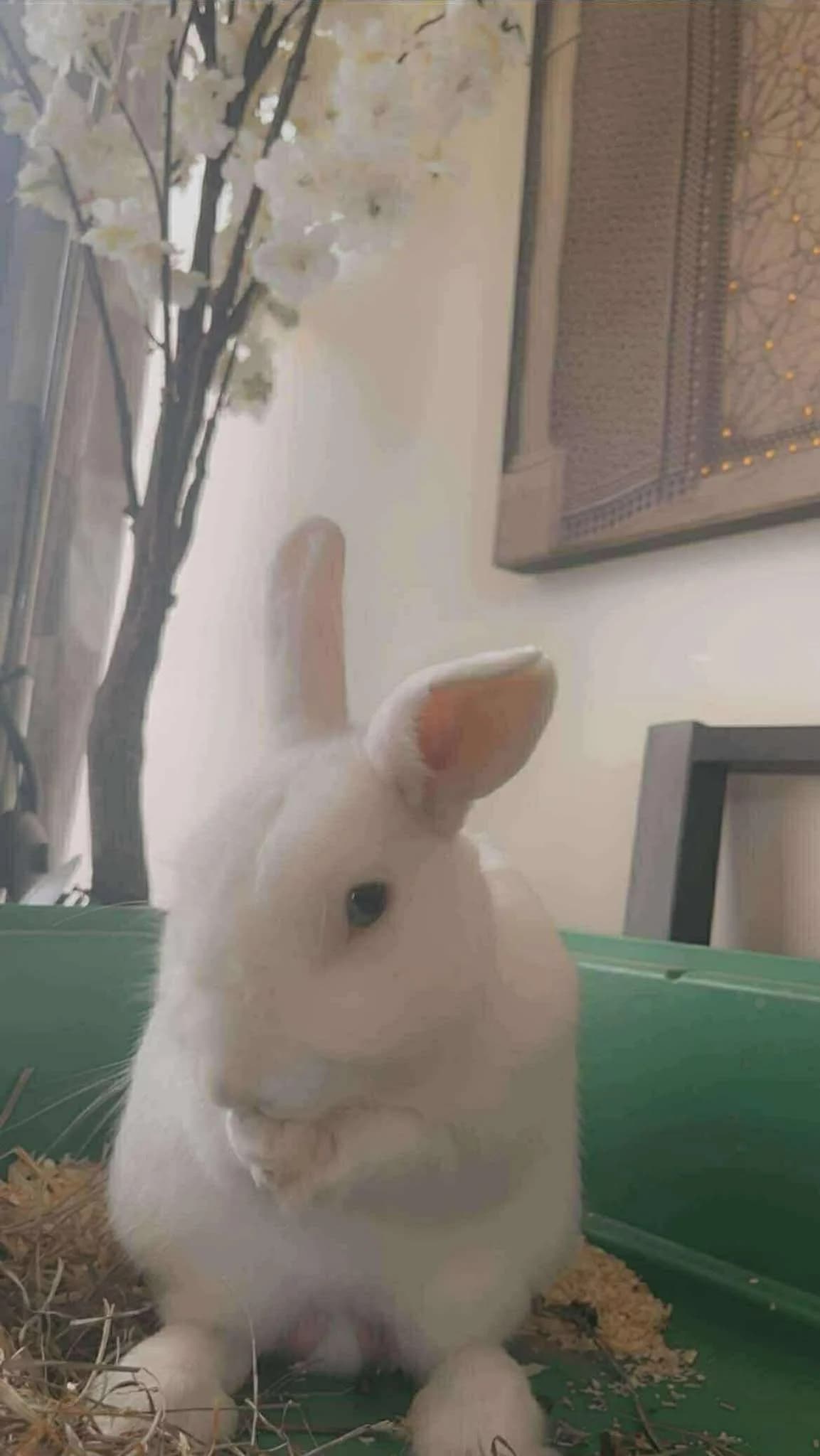 SAKADO, Mixed Breed for adoption at Gamelles Sans Frontière, Île-de-France