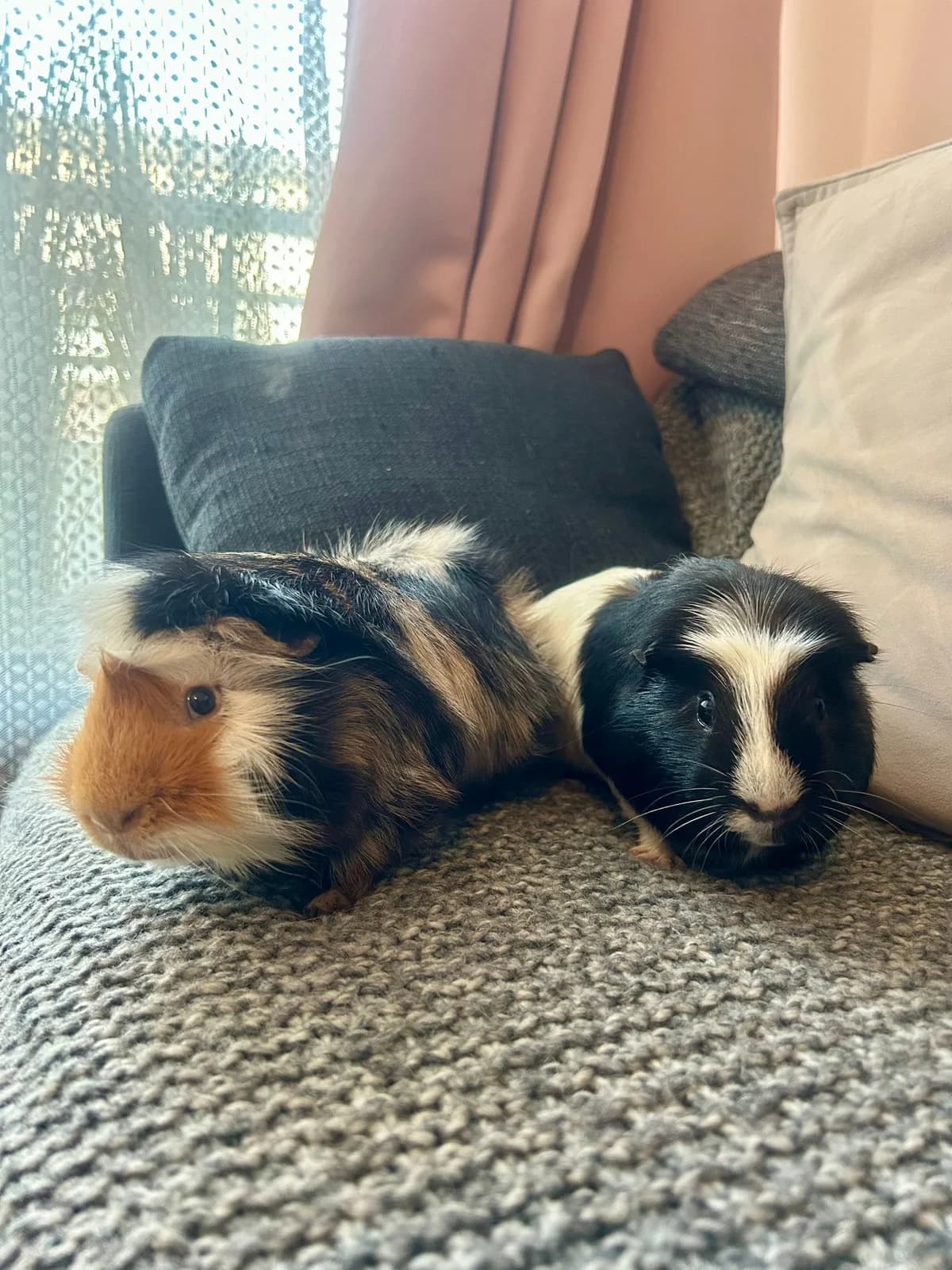 TOM et MICHAEL, Mixed Breed for adoption at Gamelles Sans Frontière, Île-de-France