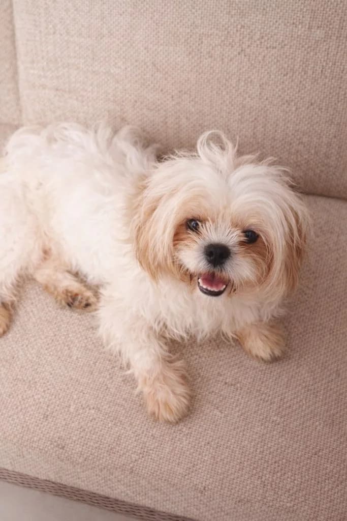 SAVITA, Mixed Breed for adoption at Gamelles Sans Frontière, Île-de-France