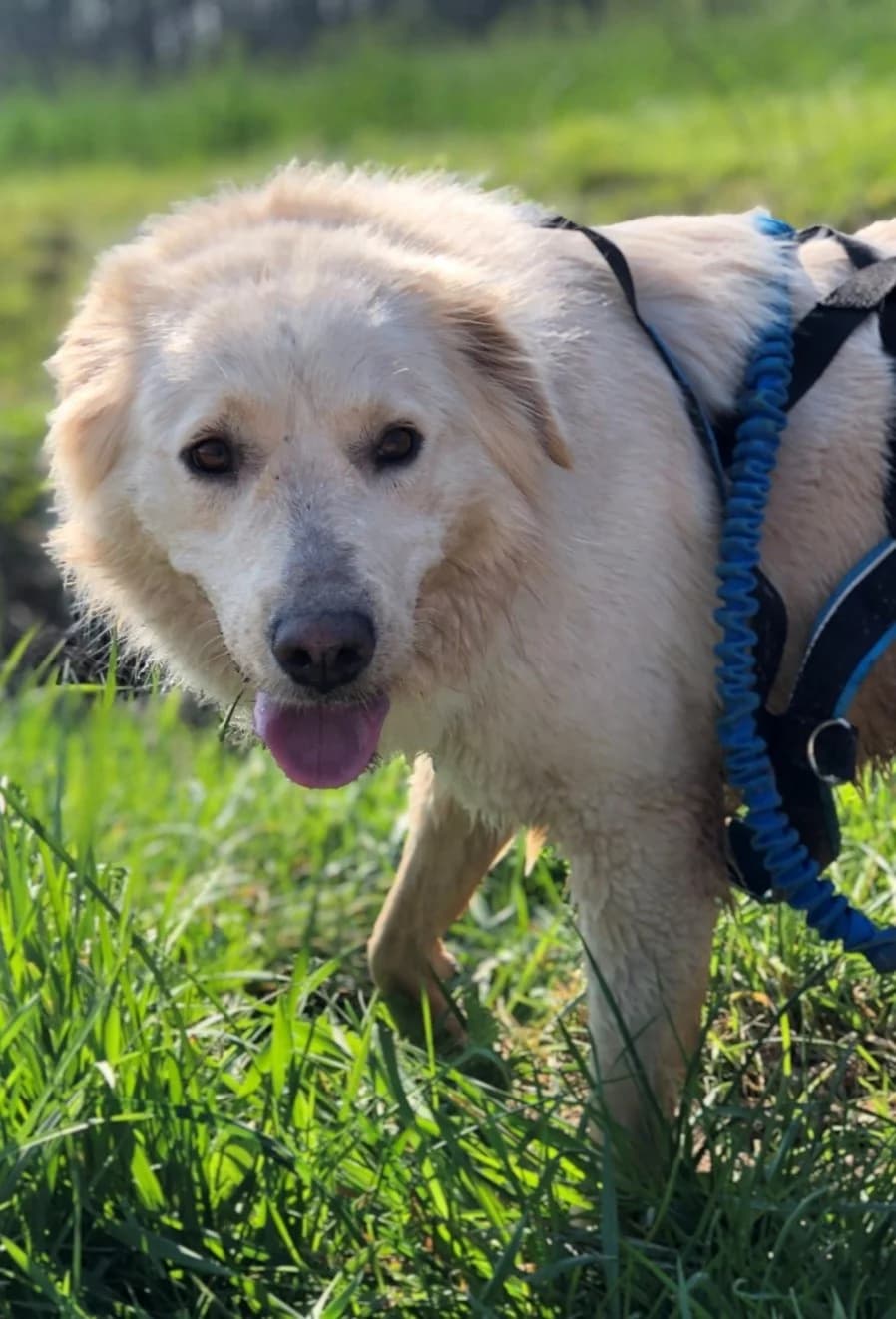 LUNA, puppy Mixed Breed for adoption at Gamelles Sans Frontière, Île-de-France