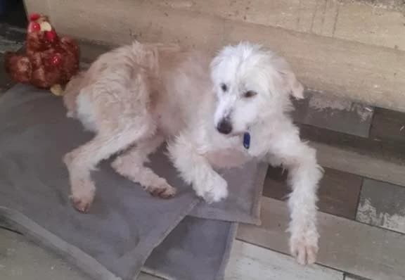 SNOW, Mixed Breed for adoption at Gamelles Sans Frontière, Île-de-France