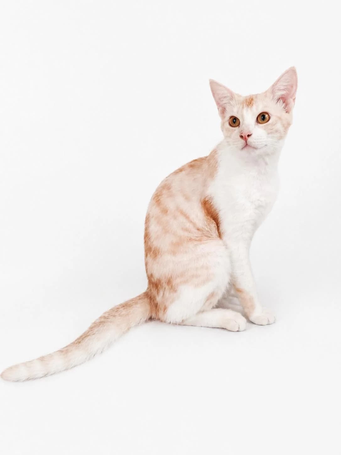SASHA, Mixed Breed for adoption at Gamelles Sans Frontière, Île-de-France