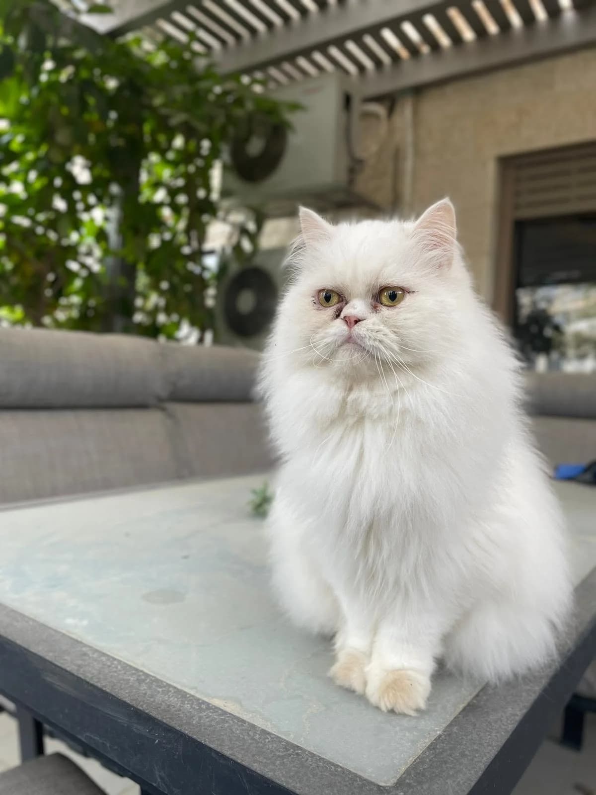 CESAR, Blanc Âge : 1 an et 7 mois Son histoire young Mixed Breed for adoption at Gamelles Sans Frontière, Île-de-France