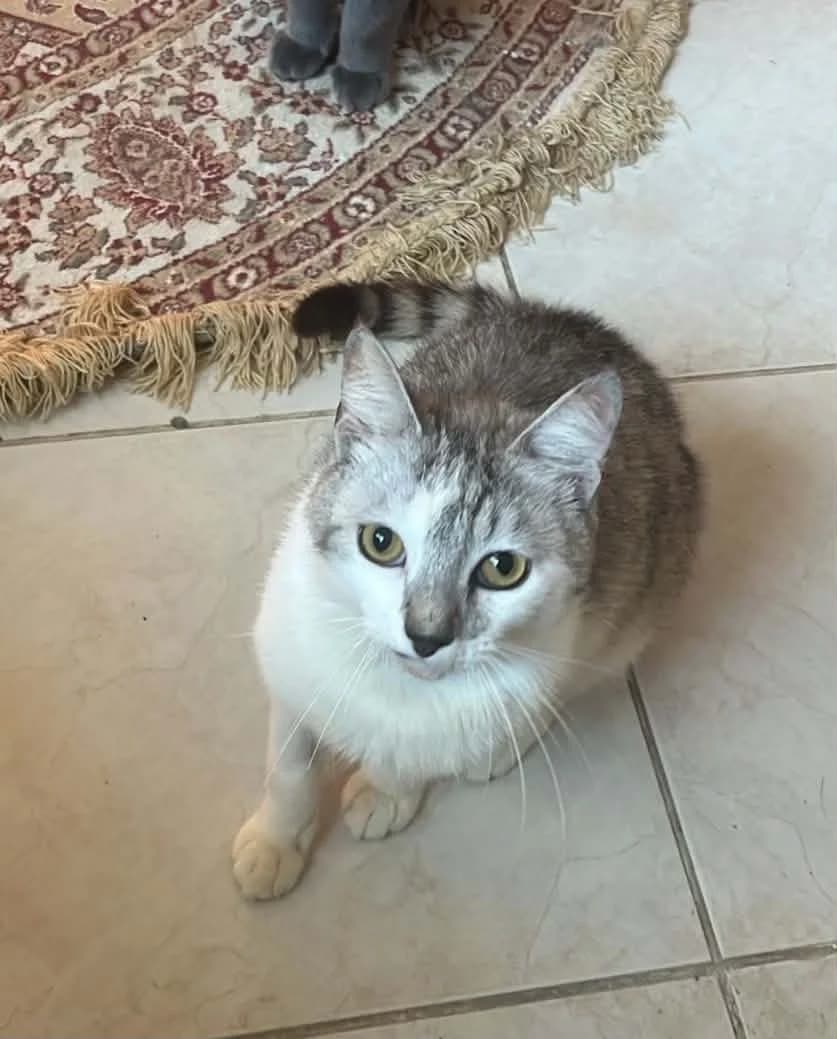 MOON, Mixed Breed for adoption at Gamelles Sans Frontière, Île-de-France