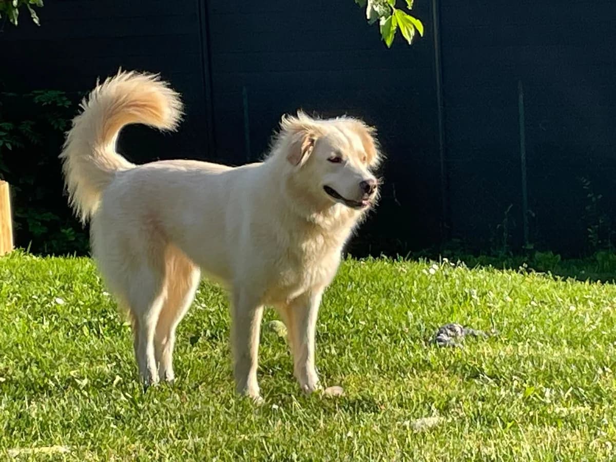 LUNA, Mixed Breed for adoption at Gamelles Sans Frontière, Île-de-France