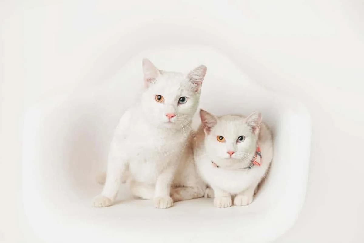 MIMI et TOTO, Mixed Breed for adoption at Gamelles Sans Frontière, Île-de-France