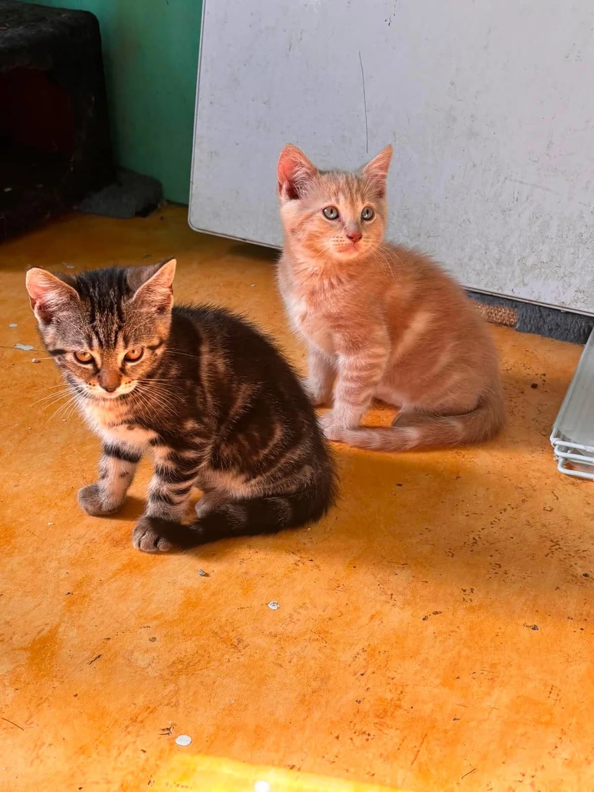 5 Chatons, puppy Mixed Breed for adoption at Gamelles Sans Frontière, Île-de-France
