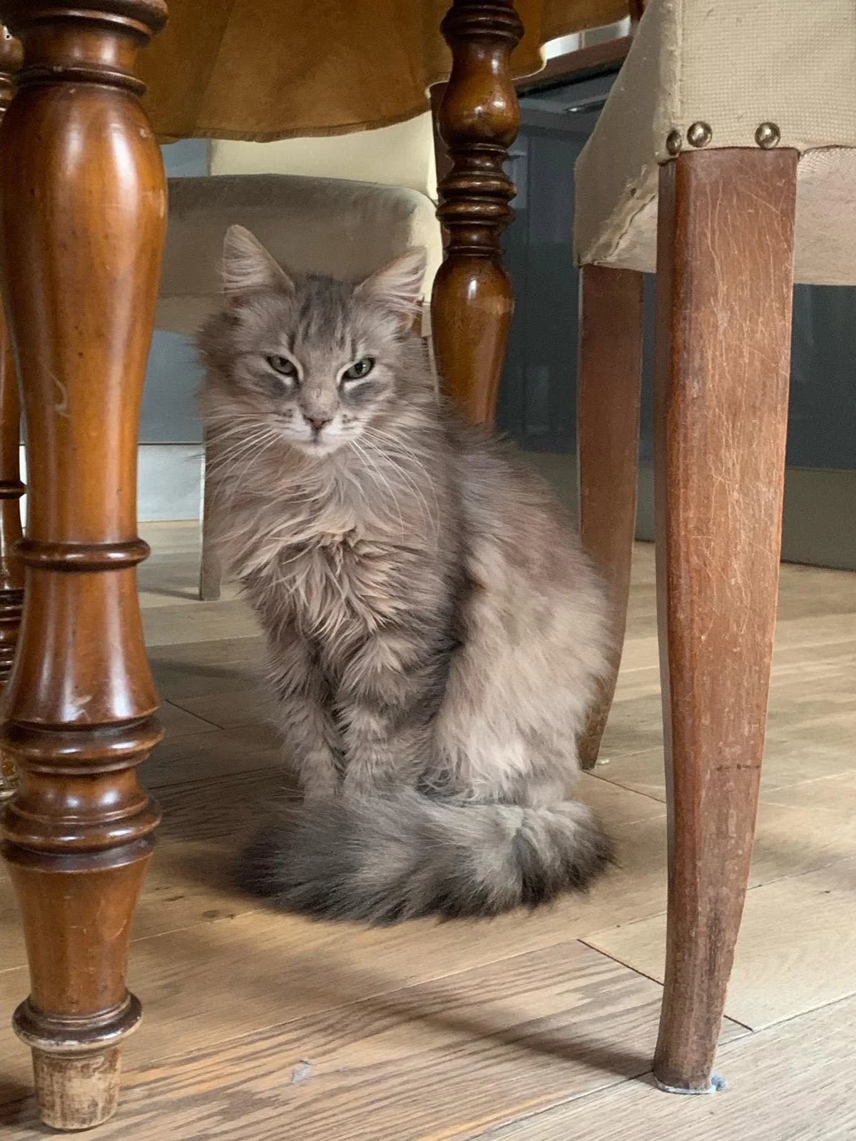 LUNE, Mixed Breed for adoption at Gamelles Sans Frontière, Île-de-France