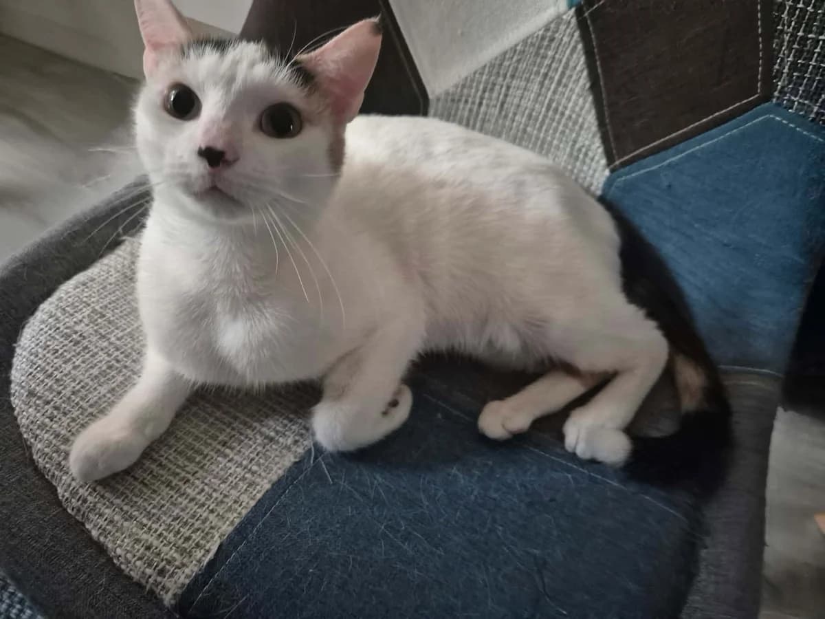 STITCH, Mixed Breed for adoption at Gamelles Sans Frontière, Île-de-France