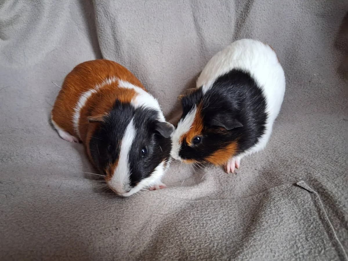 TAj et MAHAL, Mixed Breed for adoption at Gamelles Sans Frontière, Île-de-France