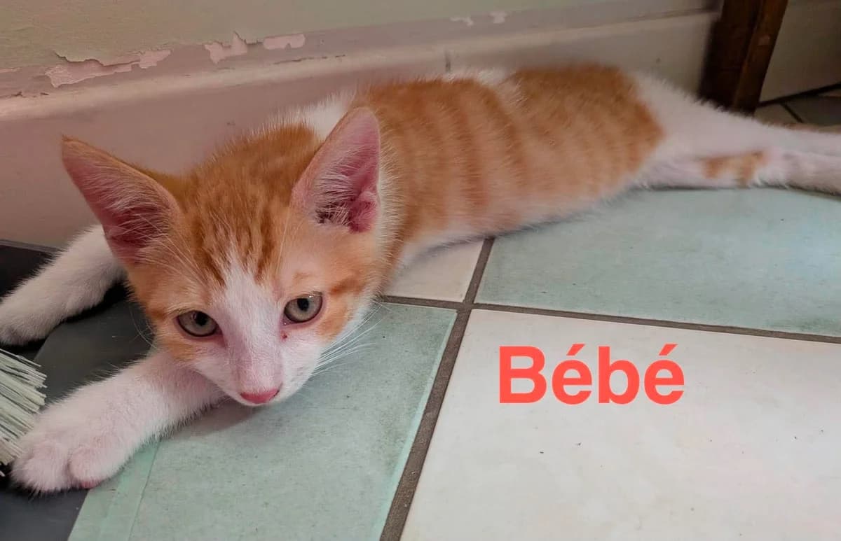 BEBE et BUBU, puppy Mixed Breed for adoption at Gamelles Sans Frontière, Île-de-France