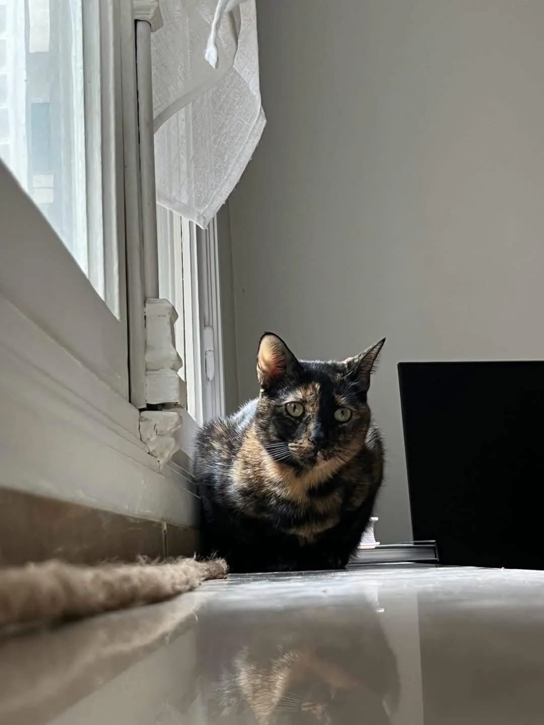CASSY, 4yo Mixed Breed for adoption at Gamelles Sans Frontière, Île-de-France
