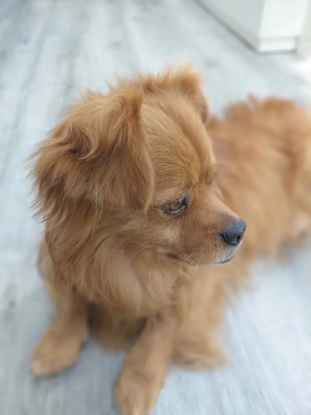 POLLUX, Mixed Breed for adoption at Gamelles Sans Frontière, Île-de-France