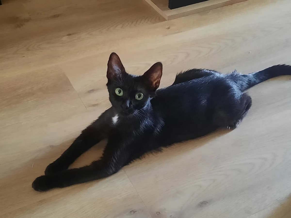 TYPH, young Mixed Breed for adoption at Gamelles Sans Frontière, Île-de-France