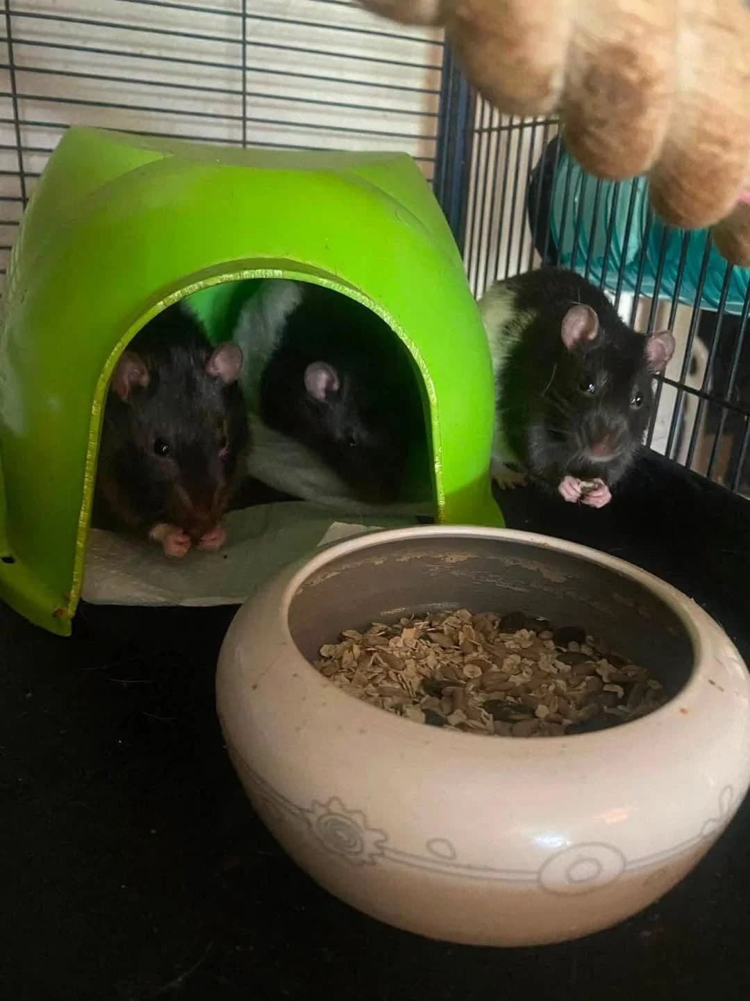 RAMEN, RAVIOLI et RATATOUILLE, Mixed Breed for adoption at Gamelles Sans Frontière, Île-de-France