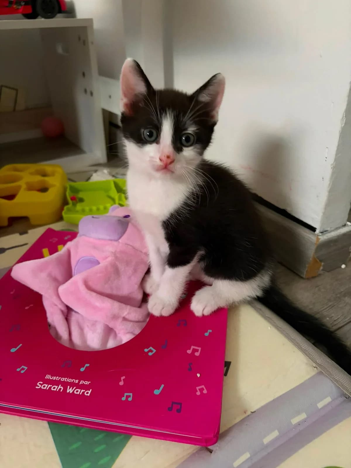 FIGARO, puppy Mixed Breed for adoption at Gamelles Sans Frontière, Île-de-France