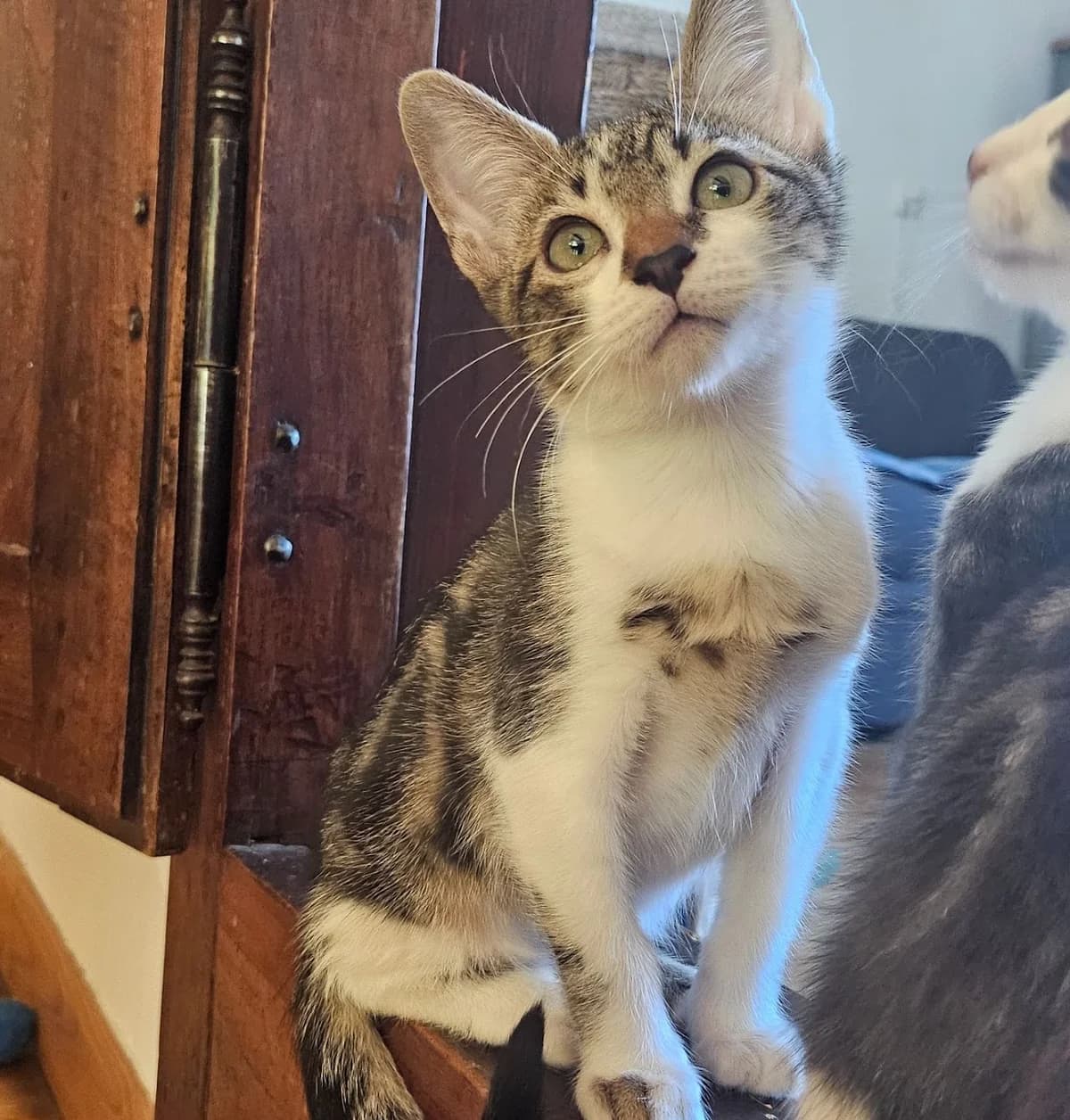 CLAPTON, male Mixed Breed for adoption at Generations Ronrons