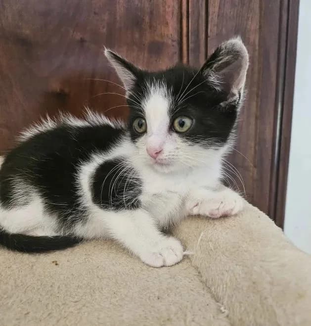 Elyjah & Foxy, female Mixed Breed for adoption at Generations Ronrons