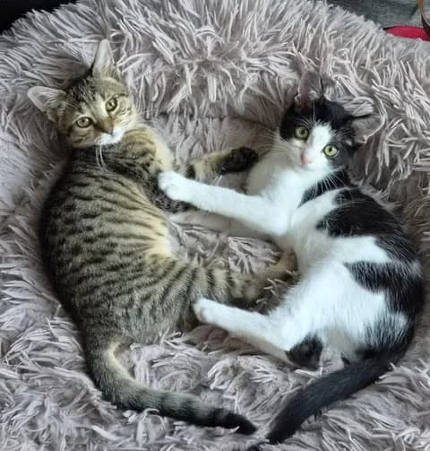 ROX & ROUKY, male Mixed Breed for adoption at Generations Ronrons