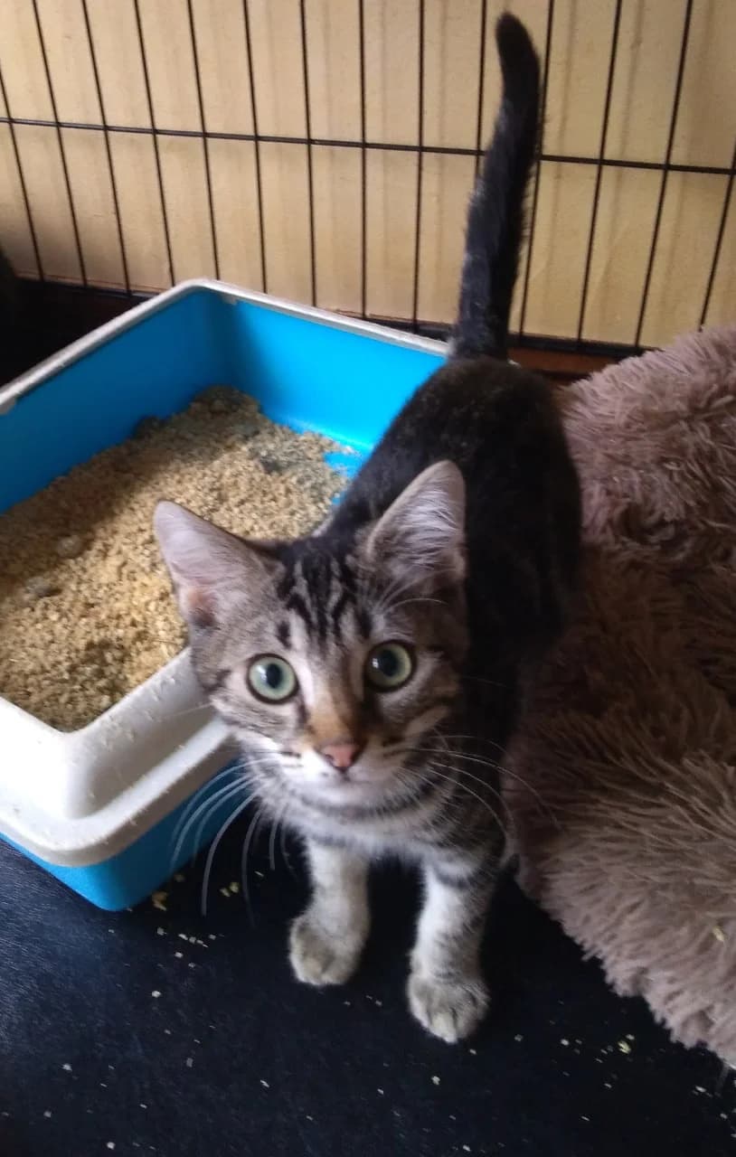 BOTTICELLI, puppy Mixed Breed for adoption at GINETA, gineta