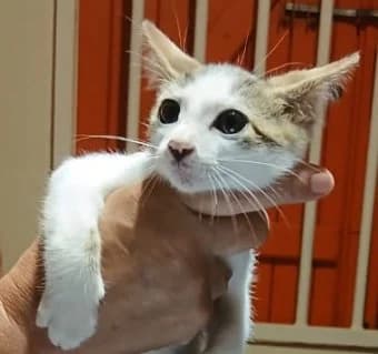 ALADIN, male Mixed Breed for adoption at Guadeloupe Animaux, guadeloupe animaux
