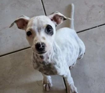 BABYCHOU, male Mixed Breed for adoption at Guadeloupe Animaux, guadeloupe animaux