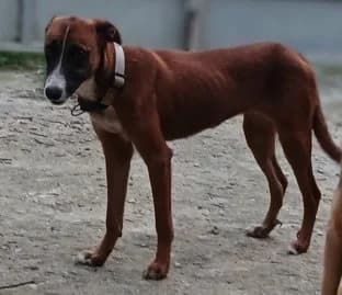 OKA, female Mixed Breed for adoption at Guadeloupe Animaux, guadeloupe animaux