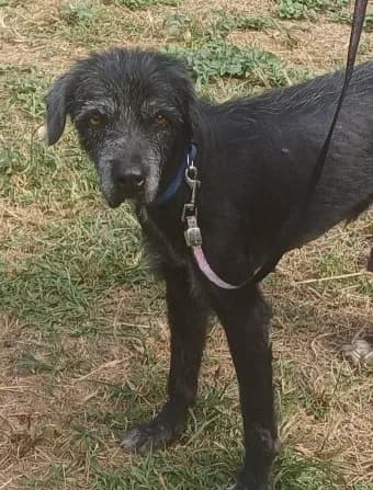 UVANY, female Mixed Breed for adoption at Guadeloupe Animaux, guadeloupe animaux