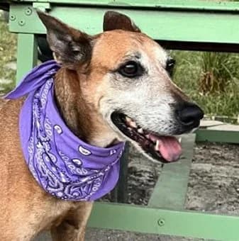 NOUMEA, female Mixed Breed for adoption at Guadeloupe Animaux, guadeloupe animaux