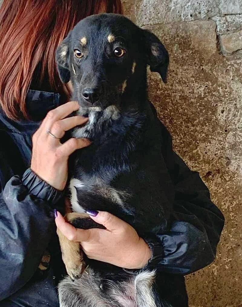 POPP, male 3yo Mixed Breed for adoption at Happy Dogs Forever, happy dogs forever