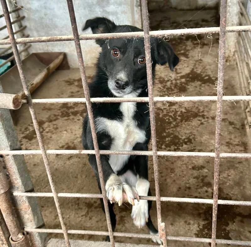 ONYX, male 4yo Mixed Breed for adoption at Happy Dogs Forever, happy dogs forever