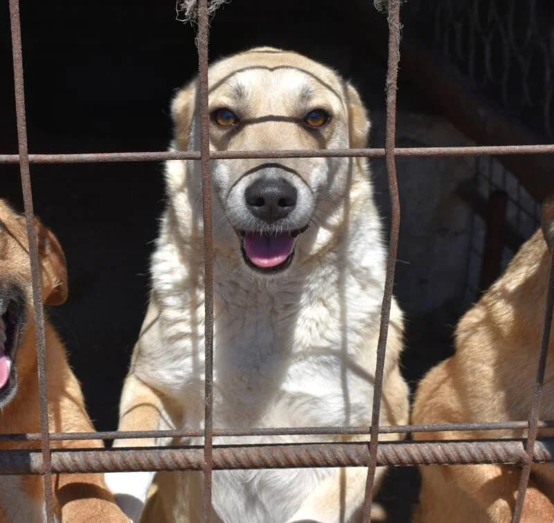 DAPHNEE, female 3yo Mixed Breed for adoption at Happy Dogs Forever, happy dogs forever