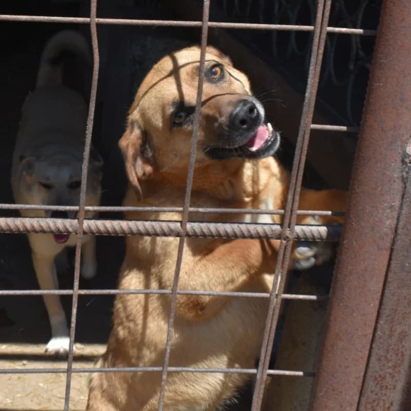 TOM, male Mixed Breed for adoption at Happy Dogs Forever, happy dogs forever