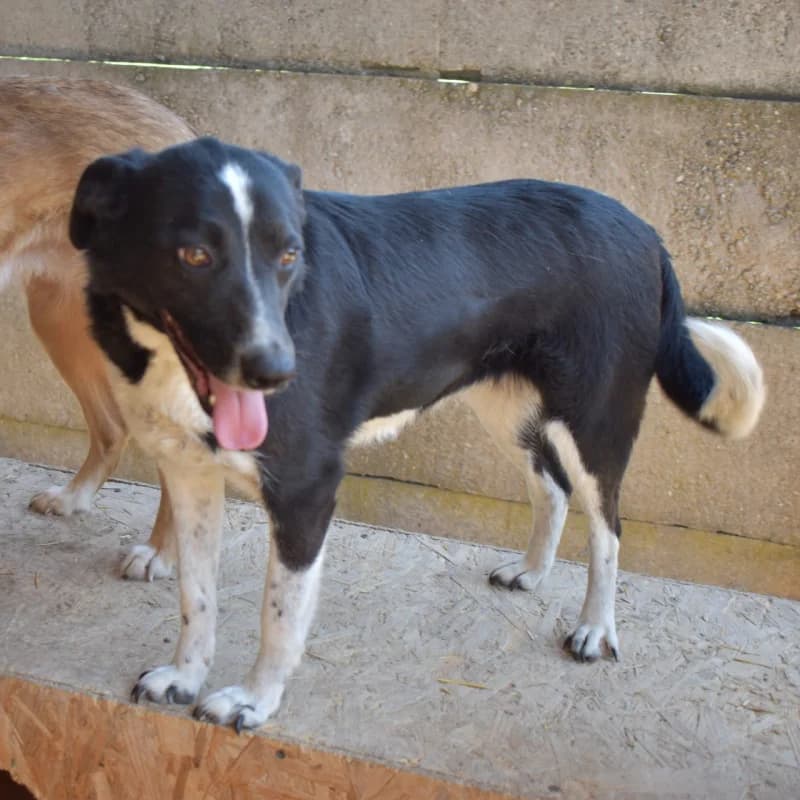 MYLKA, female 5yo Mixed Breed for adoption at Happy Dogs Forever, happy dogs forever