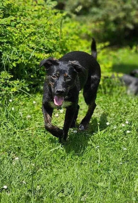 ZANIA (Frimousse), 3yo Mixed Breed for adoption at Happy Dogs Forever, happy dogs forever