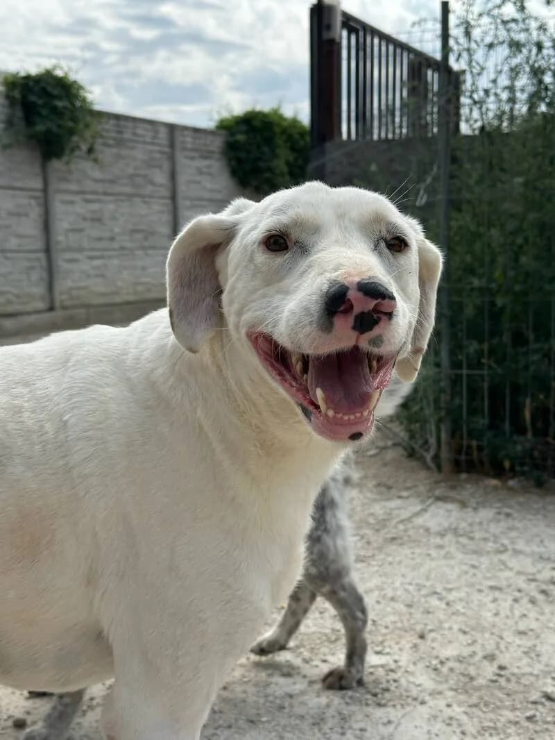 SNOWY, male 3yo Mixed Breed for adoption at Happy Dogs Forever, happy dogs forever
