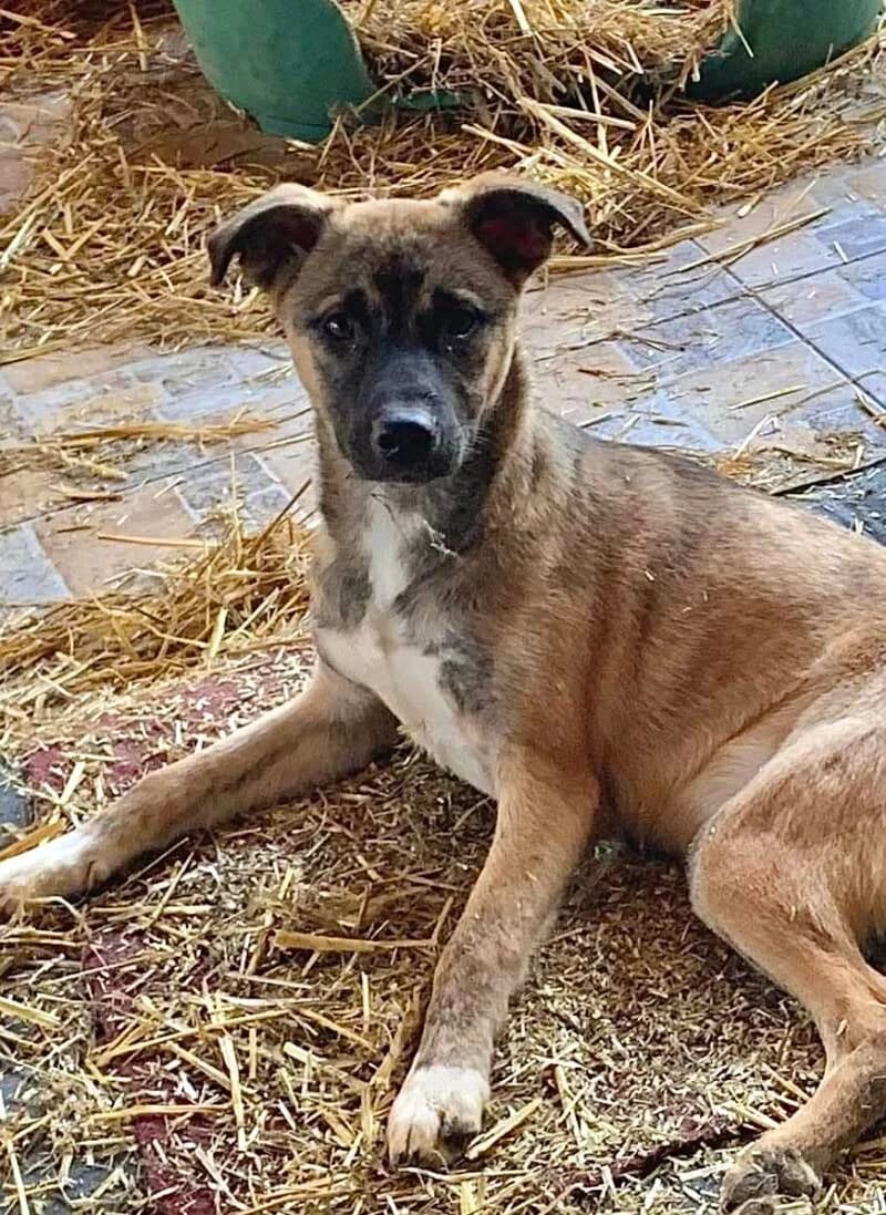 ANTONIA, 3yo Mixed Breed for adoption at Happy Dogs Forever, happy dogs forever