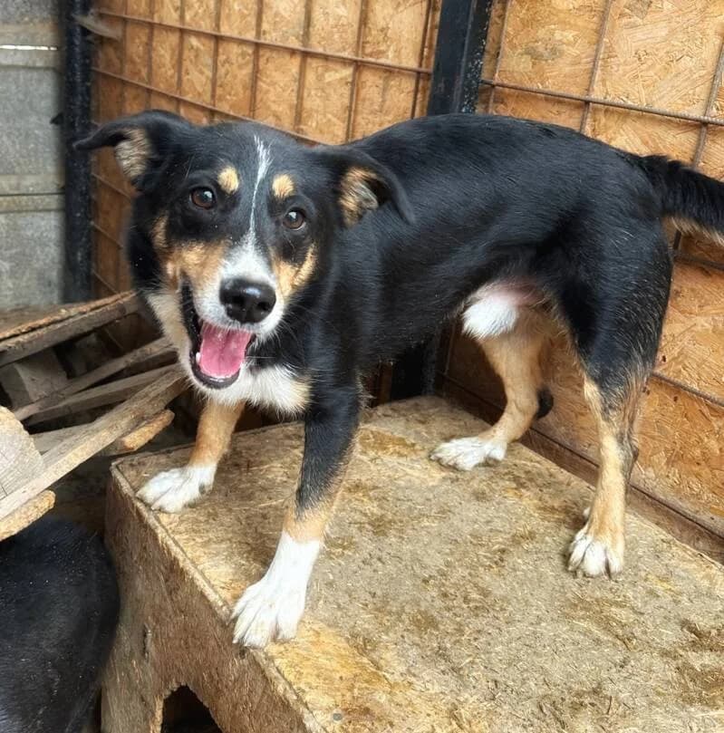 CLUEDO, male 3yo Mixed Breed for adoption at Happy Dogs Forever, happy dogs forever