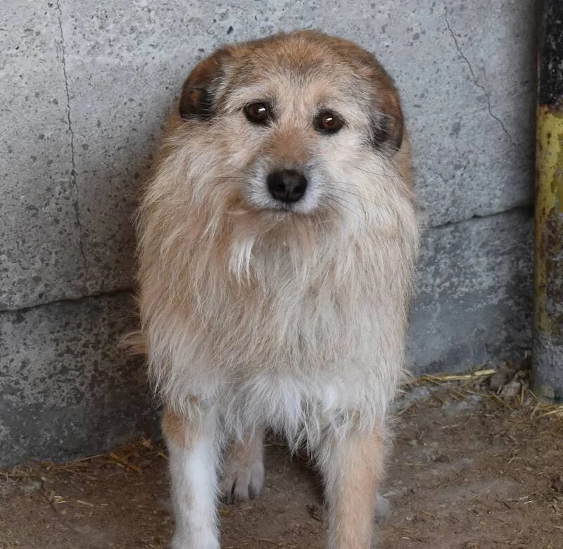 MAMBA, female 3yo Mixed Breed for adoption at Happy Dogs Forever, happy dogs forever