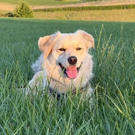 DOUGH, male Mixed Breed for adoption at Happy Dogs Forever, happy dogs forever