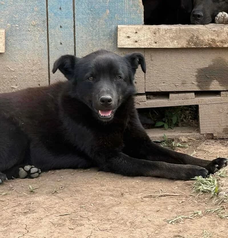 PEZOO, male young Mixed Breed for adoption at Happy Dogs Forever, happy dogs forever